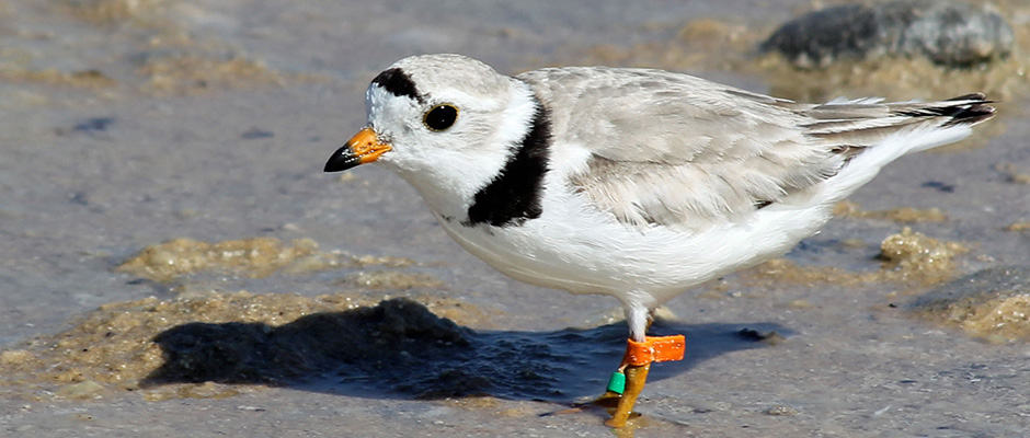 Piping plovers flock to local beaches
