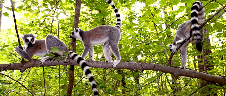 Lemur study suggests why some fruits smell so fruity