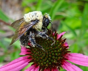 The important role of pollinators, such as this bumble bee (Bombus spp.), to the economic and ecosystem health of the United States and conservation of their populations, is the focus of recent federal attention. ©R. Kasten Dumroese
