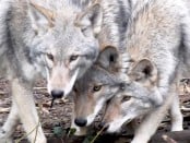 Delisted Gray Wolves Suffer Decreased Survival, Reproduction | THE