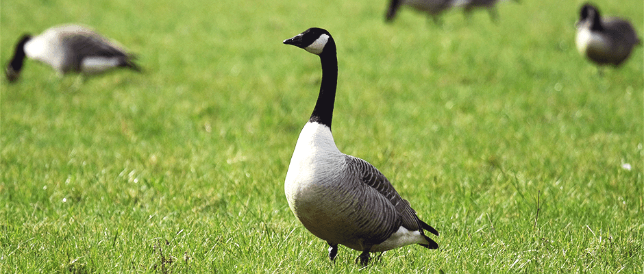 Pictures Of Geese 95