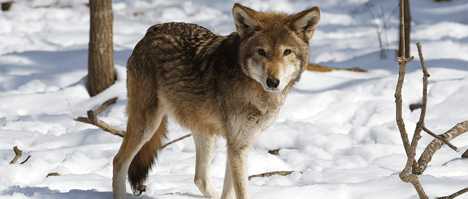 Court orders injunction on harming, killing red wolves | THE WILDLIFE