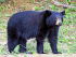 A black bear at the Moosehorn National Wildlife Refuge in Maine. ©U.S. Fish and Wildlife Service