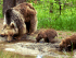 A mother bear and her two cubs stop for a drink in Sarikamis Forest, eastern Turkey. ©Mark Chynoweth