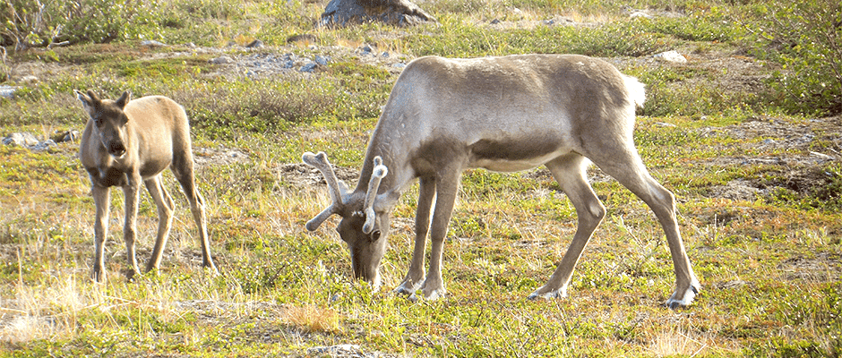 Could reindeer be slowing climate change?