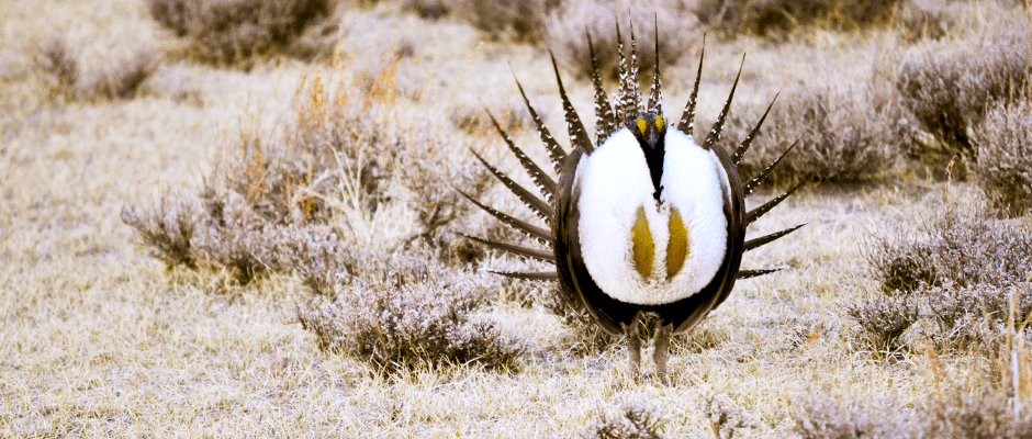 The approach of the fish and wildlife service to the conservation of sage grouse habitats