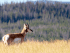 A pronghorn buck in south-central Wyoming. ©Melanie LaCava