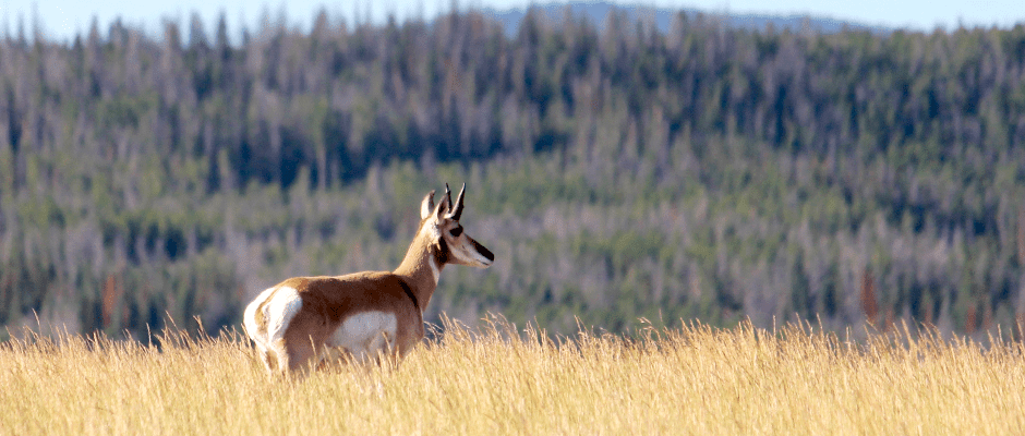 Genetics study aims to aid pronghorn conservation decisions