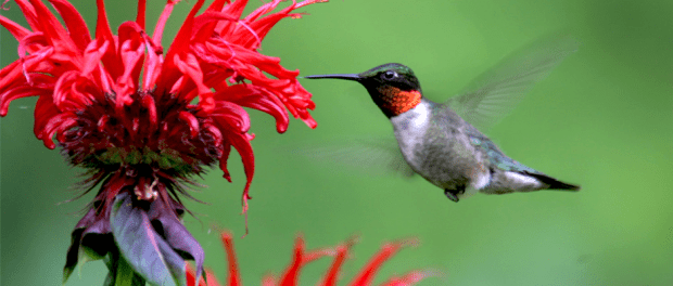 Vertebrate pollinators are particularly vital | THE WILDLIFE SOCIETY