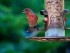Common Bird Conservation Boosts City Economies
