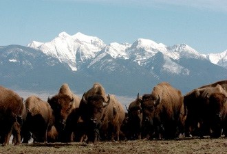 A herd of bison on the National Bison Range in Montana. Recently, 11 U.S. Indian tribes and Canadian First Nations signed a treaty declaring their intent to bring more bison onto their lands.  Image Credit: USFWS