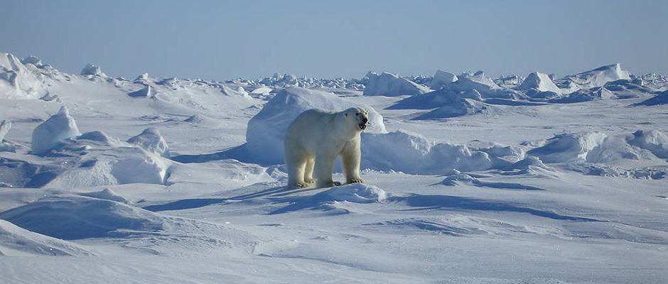 Male Polar Bear Near Kaktovik Alaska