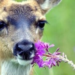 Sitka Black-tailed Deer with Fireweed