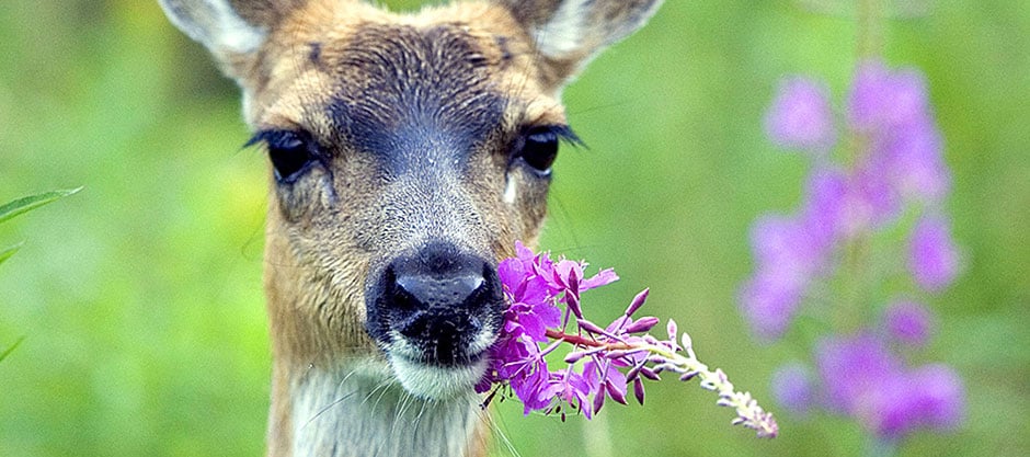 Sitka Black-tailed Deer with Fireweed