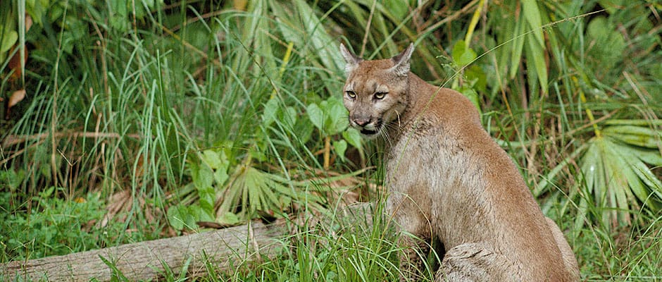 Florida Panther (Image Credit: George Gentry, USFWS)