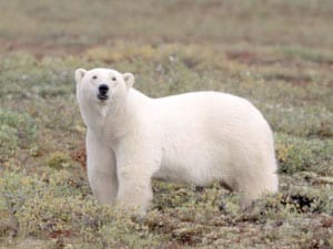 A polar bear found on Akimiski Island in James Bay in the southern Hudson Bay region in fall. Aboriginal hunting groups and Canadian governments have agreed on a hunting quota for the Southern Hudson Bay subpopulation (Credit: Martyn Obbard/Polar Bear International).