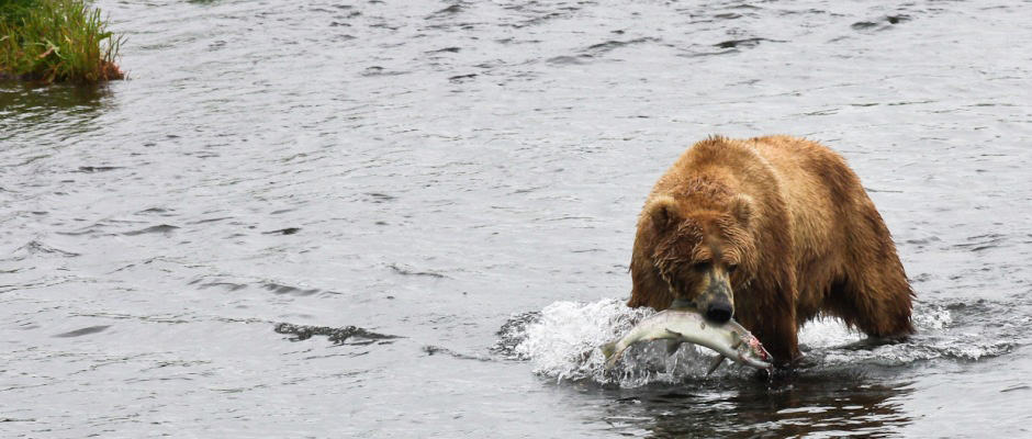 Alaska Kodiak Brown Bear