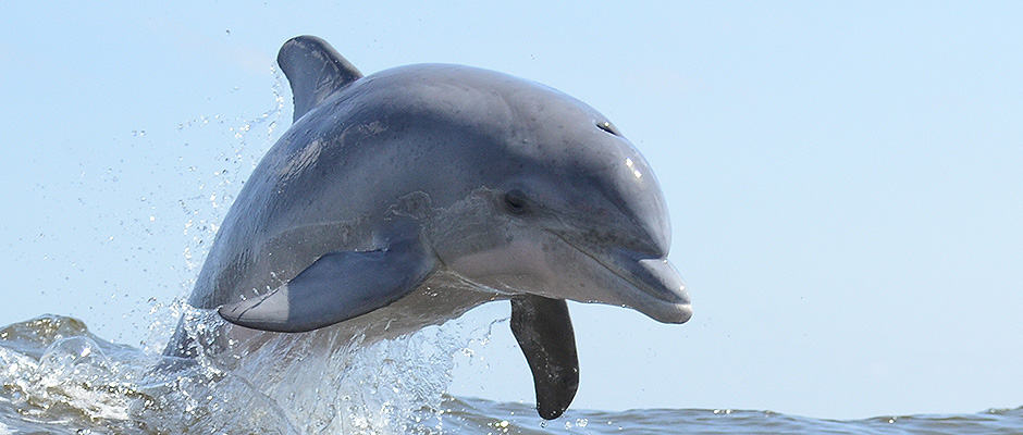 Bottlenose Dolphin in Mississippi Sound