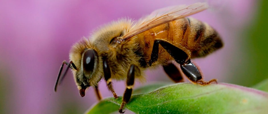 at tilføje overførsel Opmærksomhed Honey Bee Habitat Funded by USDA - The Wildlife Society