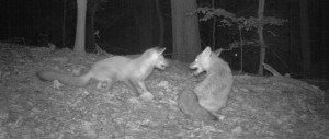 A camera trap set by the UMD Student Chapter captures two red fox near the Potomac River