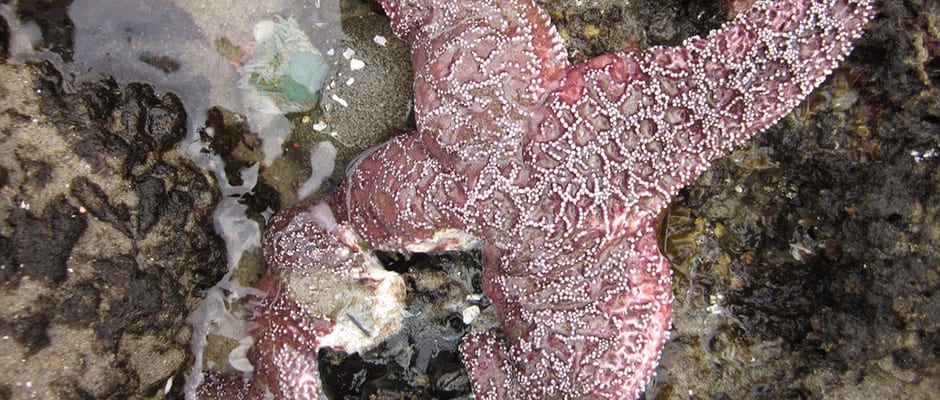 Sea Star Wasting Syndrome