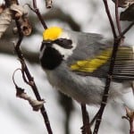 Golden-winged warblers