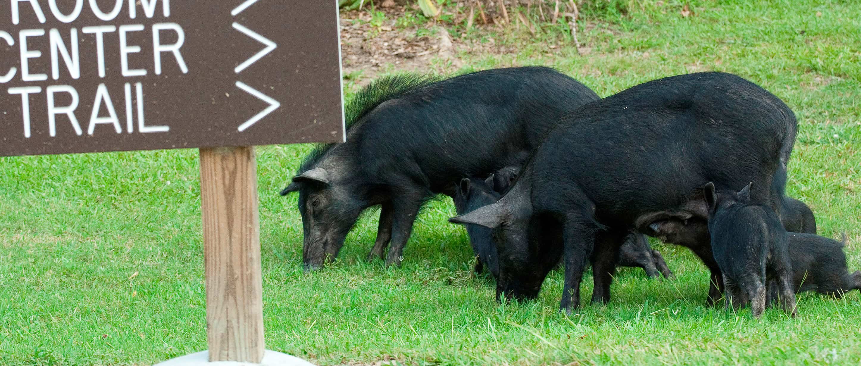 Comments Sought on Draft EIS for Feral Swine Damage Control