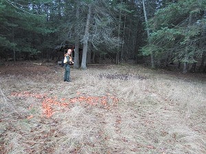 Warren MacNeill, conservation officer with the Michigan Department of Natural Resources Law Enforcement Division surveys piles of carrots (foreground left) and sugar beets (background center) placed as deer bait in Michigan’s Alcona County, where baiting has been illegal since 1999. While local cattlemen generally applaud the restrictions, merchants, vegetable farmers, and many deer hunters decry them as unneeded, detrimental to the “good nutrition” of the deer, and an unconstitutional intrusion on property owners’ rights. Image Credit: Daniel O’Brien
