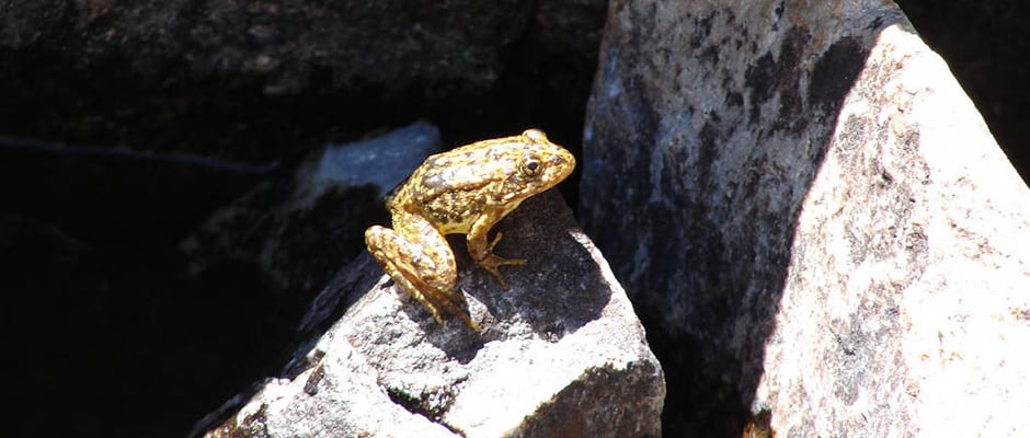 Mountain Yellow Legged Frog