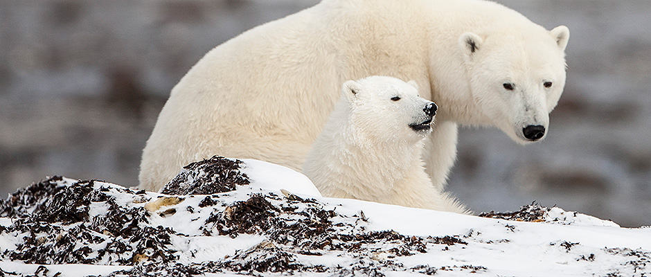 Polar Bear Hudson Bay