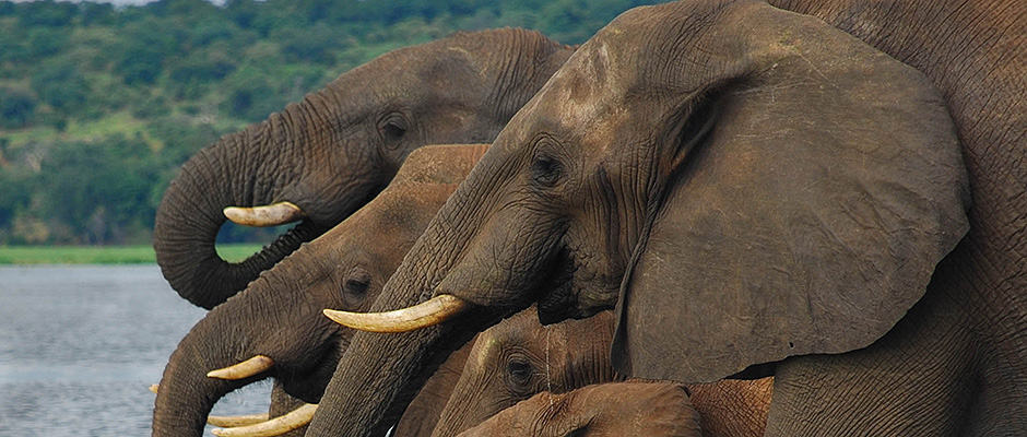 Wildlife Cybercrime Elephants