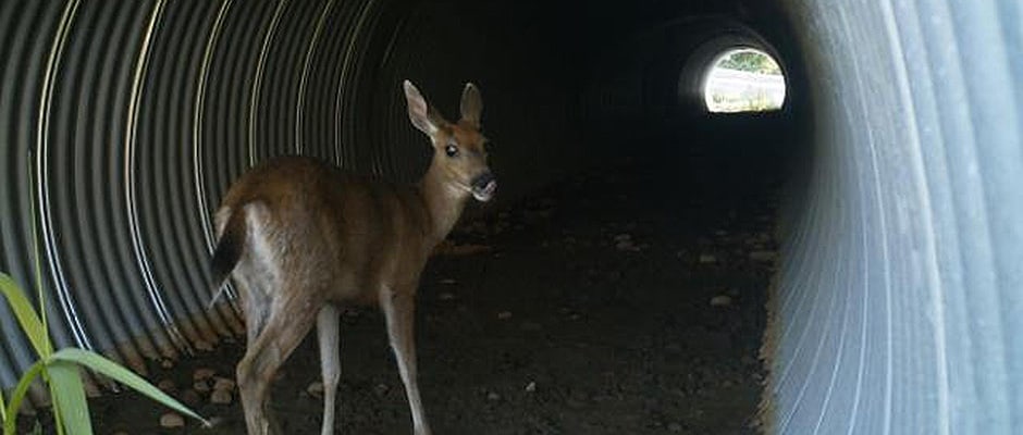 Wildlife Tunnel