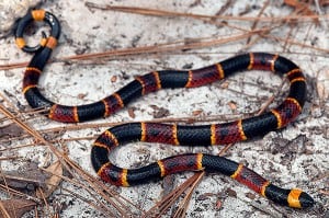 Here is an adult eastern coralsnake from the central panhandle of Florida. Kenny Wray