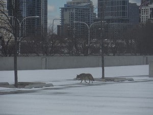 Urban coyotes
