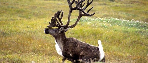 Northwest Territories Mobile Conservation Area - The Wildlife Society