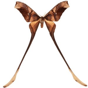 Copioteryx semiramis moth
