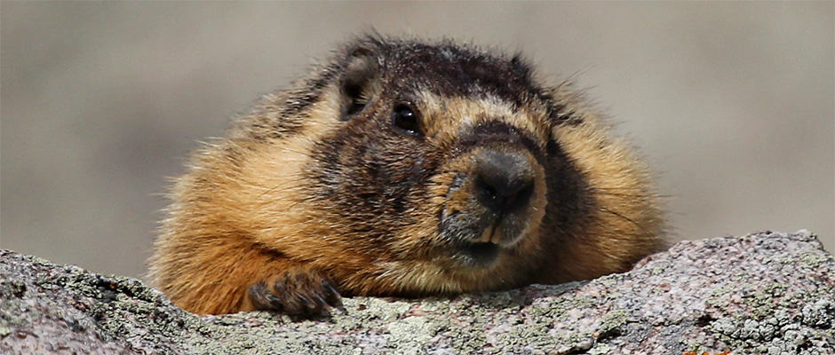 Idaho Marmot