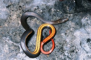 Key ringneck snake