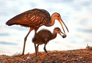 A limpkin and chick