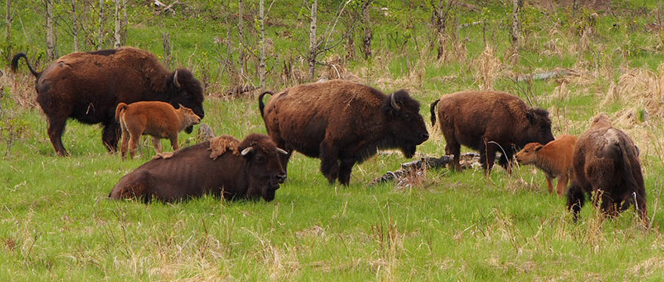 Banff Bison