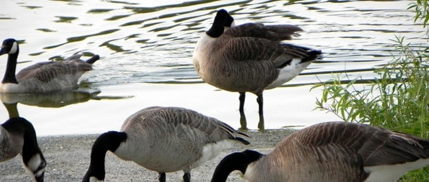 Border Collies Might Chase Geese From National Mall - The Wildlife Society