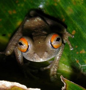 Madagascar amphibian