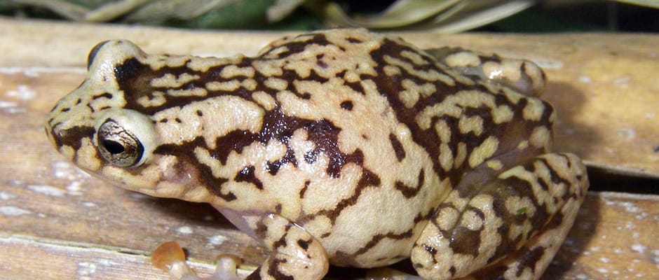 Madagascar amphibian