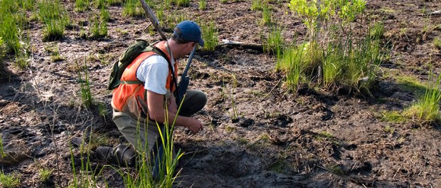 Restoration Through Eradication - The Wildlife Society