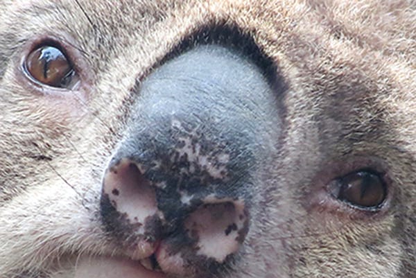 How Researchers Use Nose Patterns to Identify Koalas - The Wildlife Society