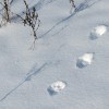 Canada lynx tracks