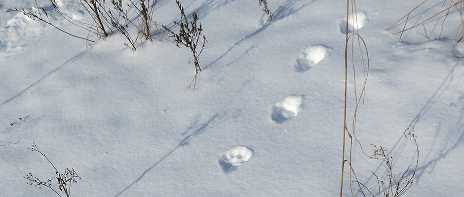 Canada lynx tracks