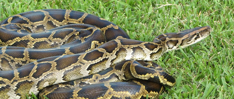Burmese pythons