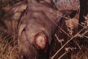 A poached hornless rhinoceros.