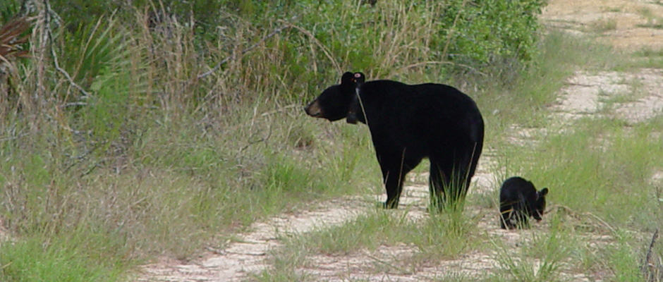 A Florida black bear mother stands with her cub.